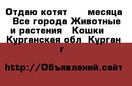 Отдаю котят. 1,5 месяца - Все города Животные и растения » Кошки   . Курганская обл.,Курган г.